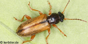 Orsodacne lineola