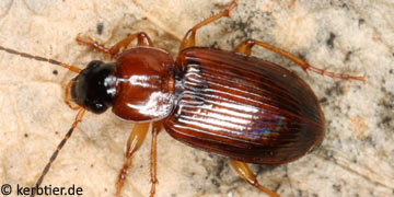 Stenolophus skrimshiranus