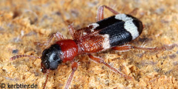 Thanasimus rufipes