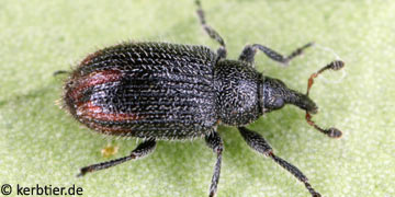 Gymnetron stimulosum