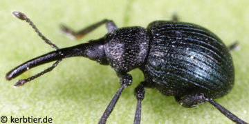 Omphalapion buddebergi