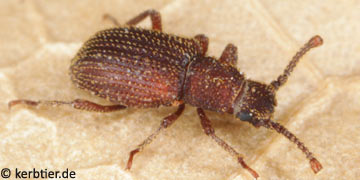 Rhopalocerus rondanii