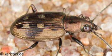 Bembidion litorale