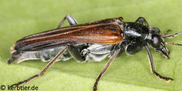 Anogcodes ferruginea