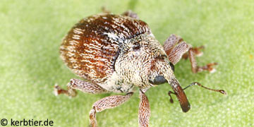 Coeliodes ilicis