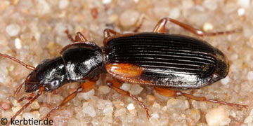 Cymindis humeralis