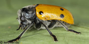 Lachnaia sexpunctata