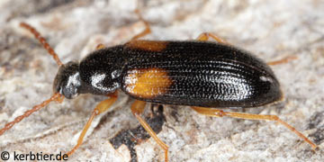 Mycetochara flavipes