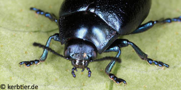 Chrysolina fuliginosa