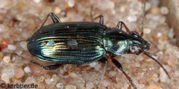 Bembidion argenteolum