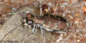 Cylindera arenaria