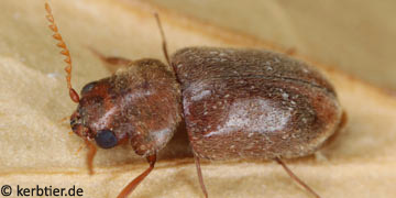 Lasioderma redtenbacheri