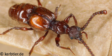 Batrisus formicarius