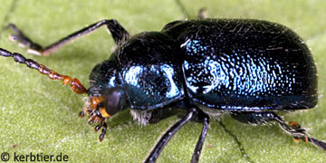 Cryptocephalus schaefferi