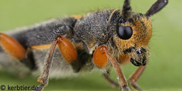 Phytoecia icterica