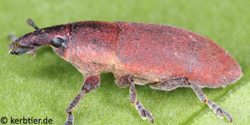 Lixus sanguineus