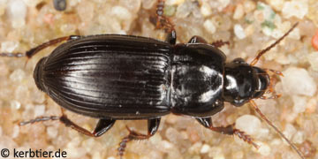 Harpalus subcylindricus