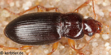 Ophonus schaubergerianus