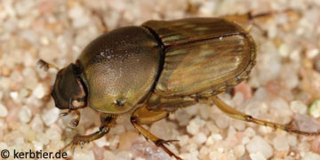 Euoniticellus fulvus