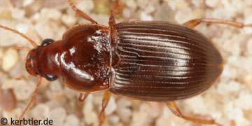 Amara sabulosa