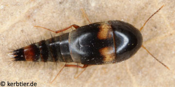 Sepedophilus bipustulatus