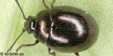 Phaedon laevigatus