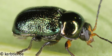 Cryptocephalus nitidulus