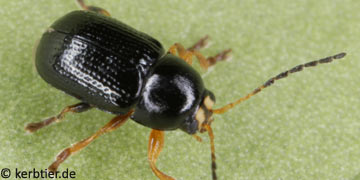 Cryptocephalus exiguus