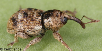 Pachytychius sparsutus