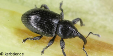 Smicronyx coecus