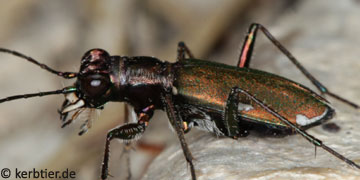 Cylindera germanica