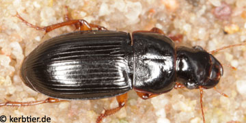 Harpalus marginellus