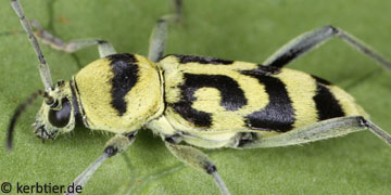 Chlorophorus varius