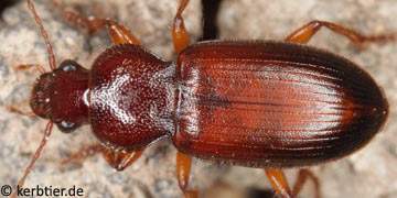 Ophonus cordatus