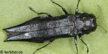 Agrilus guerini