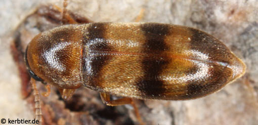 Abdera quadrifasciata