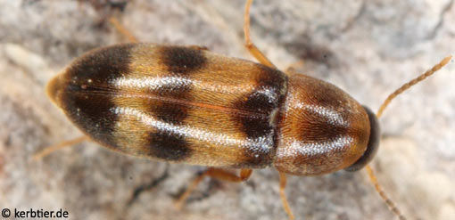 Abdera quadrifasciata C