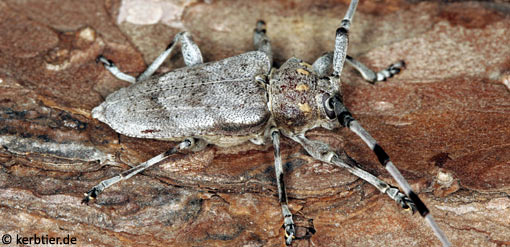 Acanthocinus aedilis B