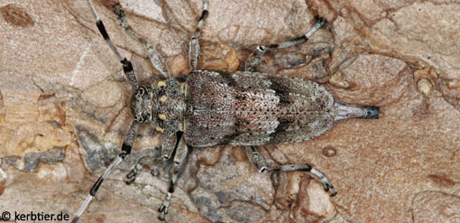 Acanthocinus aedilis C