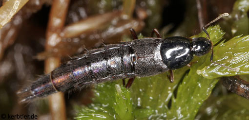 Acylophorus wagenschieberi