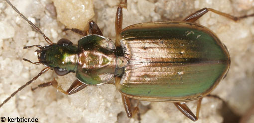 Agonum marginatum