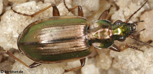 Agonum marginatum B