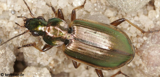 Agonum marginatum C