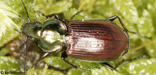 Agonum sexpunctatum