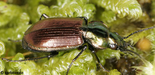 Agonum sexpunctatum B