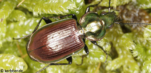 Agonum sexpunctatum C