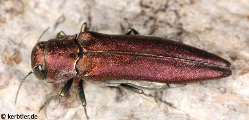 Agrilus sinuatus