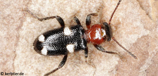 Allonyx quadrimaculatus