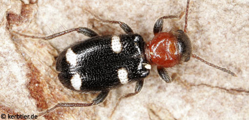 Allonyx quadrimaculatus B