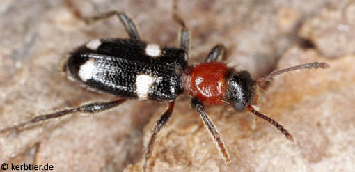 Allonyx quadrimaculatus C